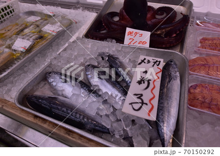 メジカ 魚 新子 釣りたての写真素材