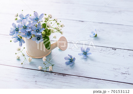 カスミソウの写真素材