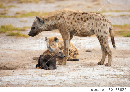 動物 ハイエナ 子供 赤ちゃんの写真素材