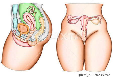 恥骨の写真素材