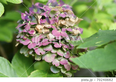 紫陽花 枯れかけの写真素材