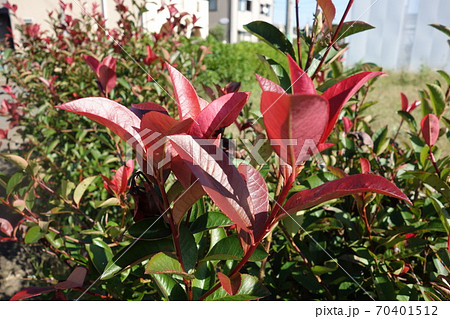 木 樹木 新芽 赤い葉の写真素材