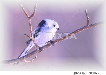 野鳥 小鳥 冬鳥 日本固有種の写真素材