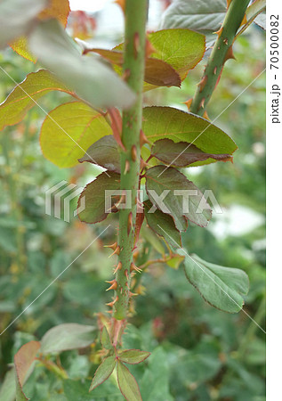 トゲが刺さるの写真素材
