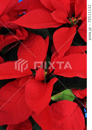 ポインセチア クリスマス 赤い花 鉢植えの写真素材