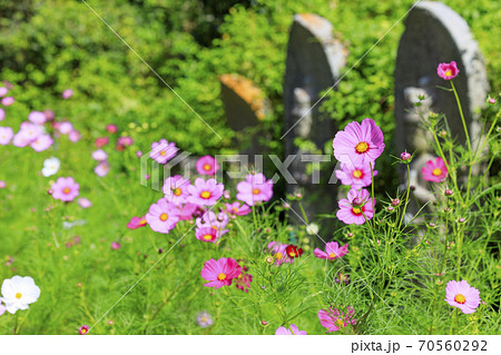 般若寺 紫陽花とコスモスの共演の写真素材