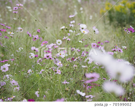花畑 ポピー畑 神奈川 関東の写真素材