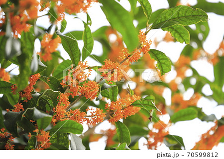 金木犀 丹桂 桂花 花の写真素材