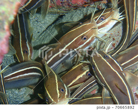 ゴンズイ 海水魚 髭 群れの写真素材