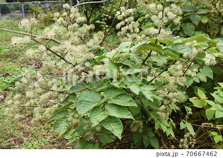 うどの大木の写真素材