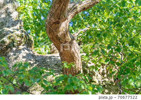 樹皮 木肌 幹肌 模様 木 幹の写真素材