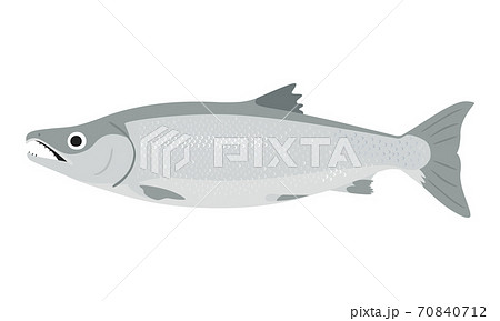 サケ 鮭 のイラスト素材集 ピクスタ