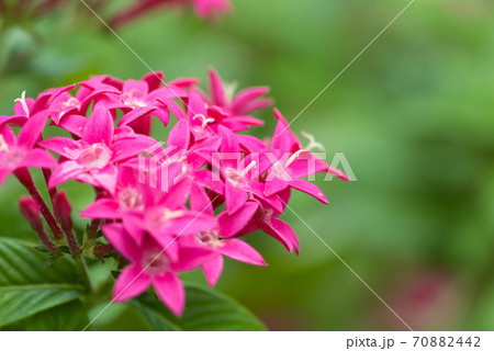 希望 花言葉 の写真素材