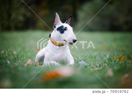 模様 犬 毛皮 斑点の写真素材