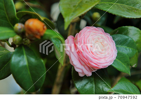 つる草 かっこいい 背景 バックグラウンドの写真素材