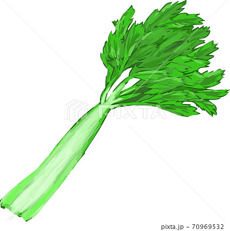 Celeryのイラスト素材