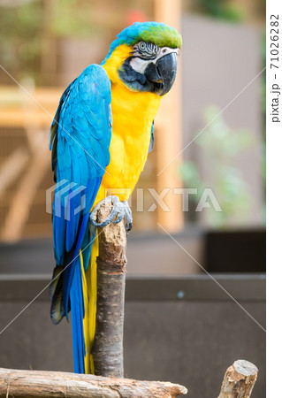 瑠璃金剛インコの写真素材 - PIXTA