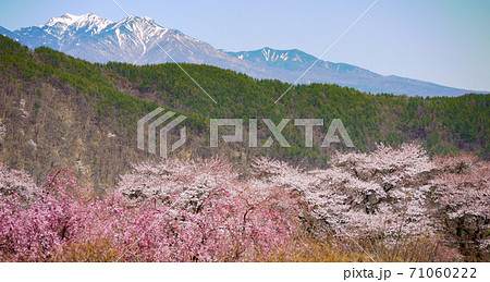 真原の桜並木の写真素材