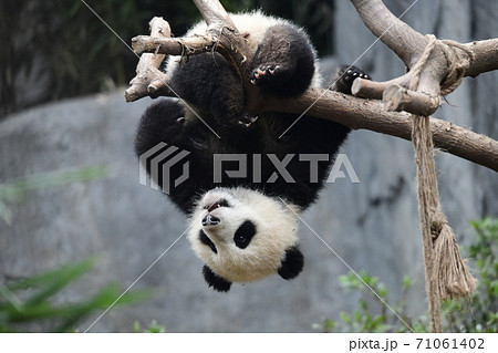 かわいい 絶滅危惧種 逆さ ジャイアントパンダの写真素材