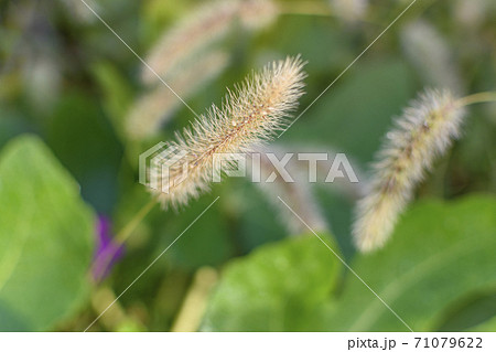 雑草 猫じゃらし 植物 緑色 葉 毛の写真素材