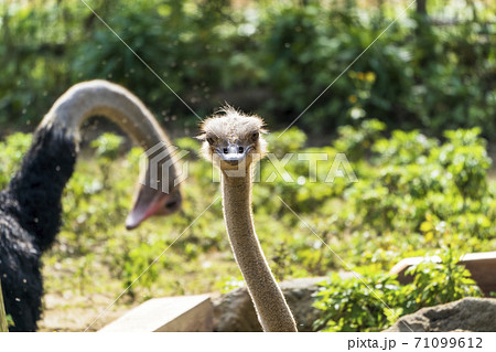 ダチョウ かわいいの写真素材