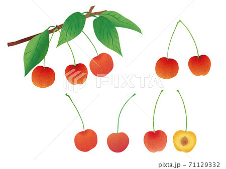 さくらんぼ 果物 リアルイラスト 桜桃の写真素材 - PIXTA