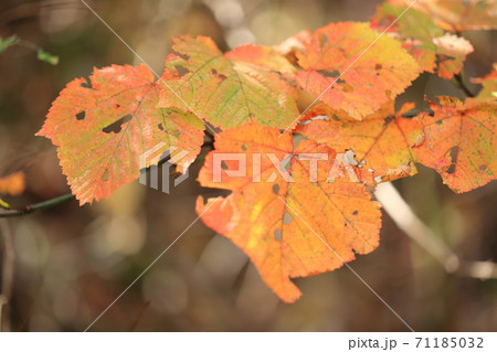 虫食い 紅葉 葉 穴の写真素材