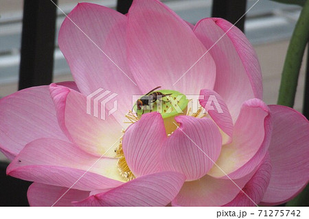 花の蜜を吸う蜂の写真素材