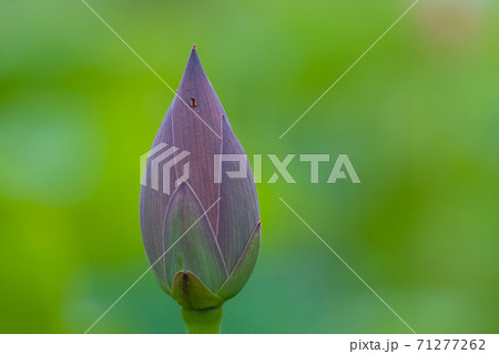 葉っぱ 葉 模様 古代蓮の里の写真素材 - PIXTA