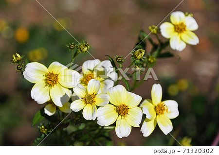 黄色い小さな花の写真素材