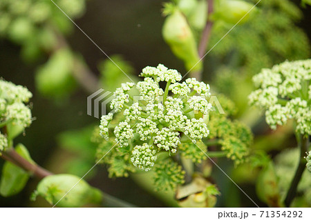 植物 アシタバ 明日葉 花の写真素材