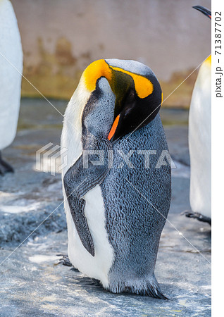 コウテイペンギンの写真素材