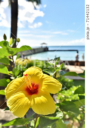 ハワイ 花の写真素材