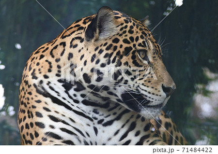 陸上動物 猛獣 ジャガー ネコ科 野生動物 狩りの写真素材