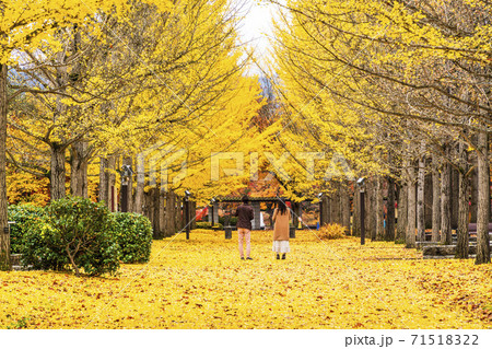 女性 後ろ姿 銀杏並木 人物の写真素材