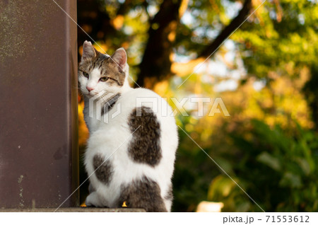 見返り美人猫の写真素材 - PIXTA