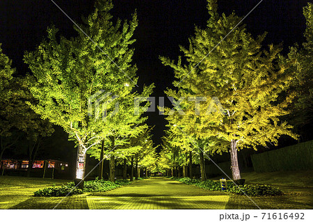 あづま総合運動公園 イルミネーション 福島 福島県の写真素材