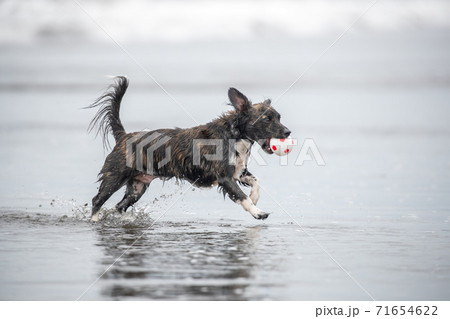 犬 走る 散歩 ミニチュアダックスの写真素材