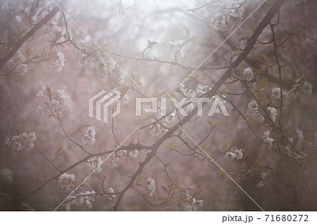 幻想的な桜の写真素材