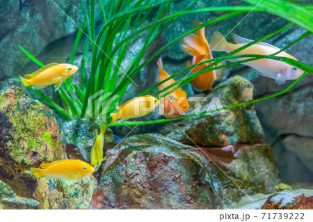 水槽/金魚缸的照片素材集- PIXTA