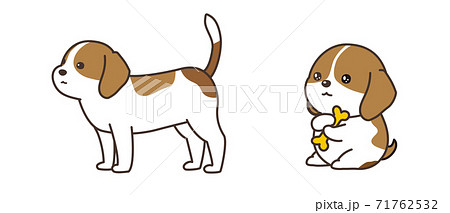 犬 ビーグル 動物 成犬の写真素材