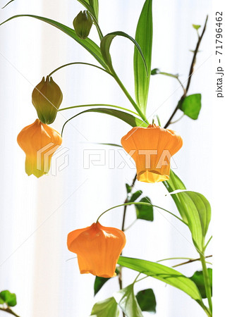 サンダーソニア 切り花の写真素材