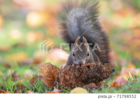 リス シマリス の写真素材集 ピクスタ