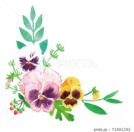 パンジーのイラスト素材