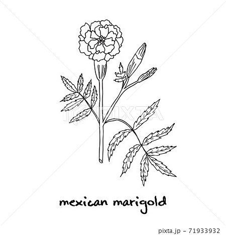 フレンチ マリーゴールドのイラスト素材 Pixta