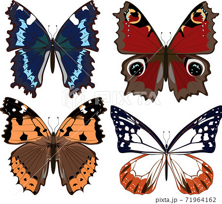 バタフライ 綺麗 蝶 イラストの写真素材