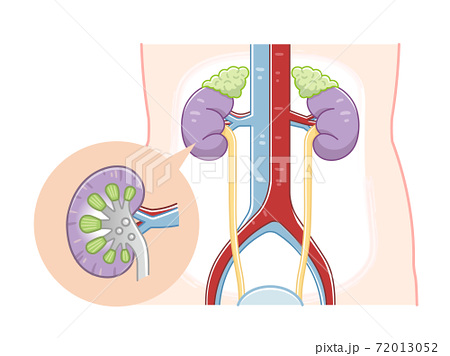 腎臓のイラスト素材