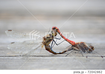 葉 蜻蛉 赤とんぼ 交尾の写真素材 - PIXTA