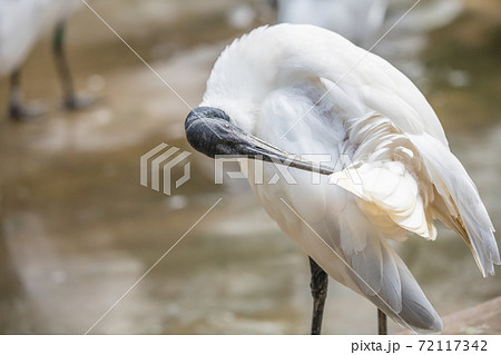 黄色いくちばし 鳥の写真素材