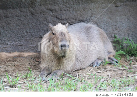 カピバラ オニテンジクネズミ 最大 鬼天竺鼠の写真素材 - PIXTA